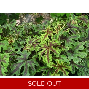 Tiarella 'Oregon Trails'